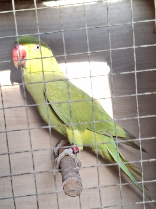 Aleksandretta obrożna 2024