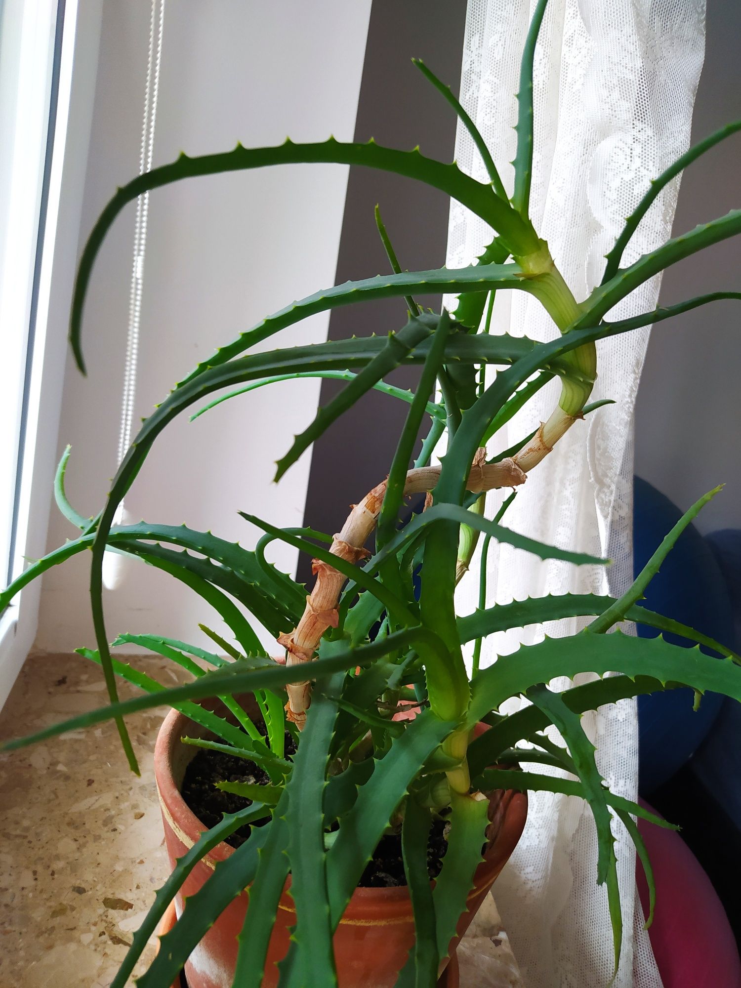 Aloes doniczkowy