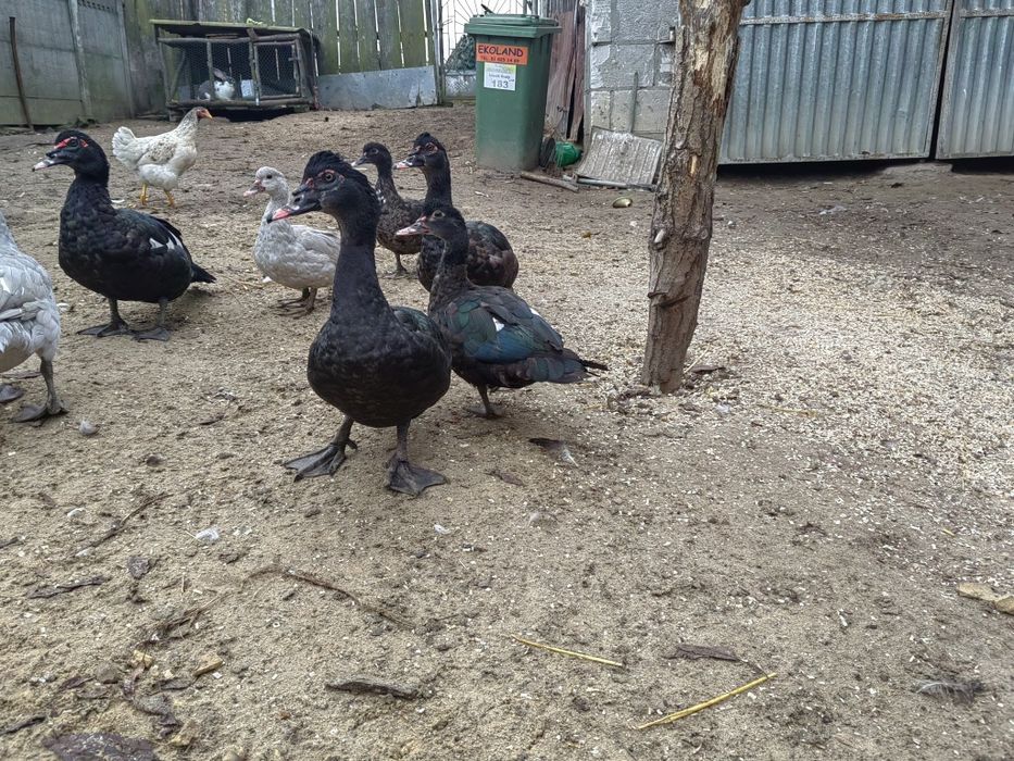 Kaczki kaczory piżmowe na czarnych maskach