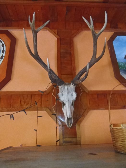 Poroża, świecznik z rogów