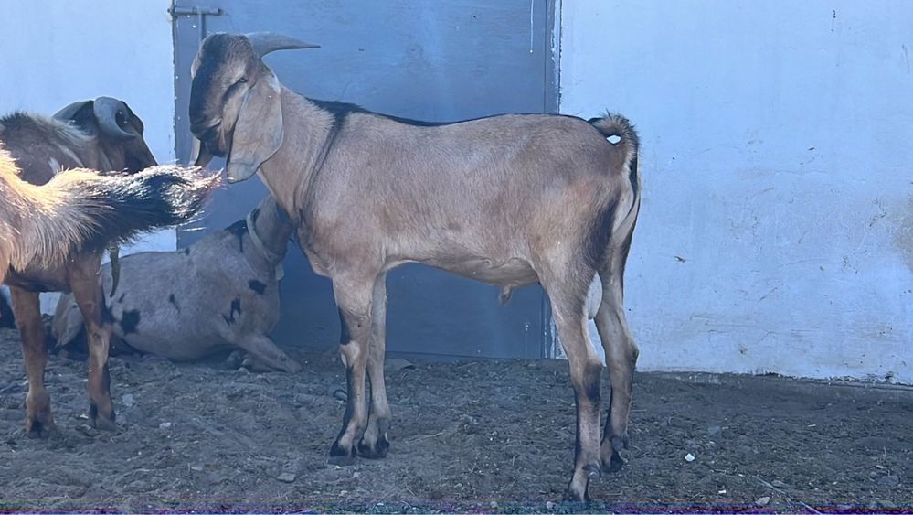 Продам Англо- Нубийских коз