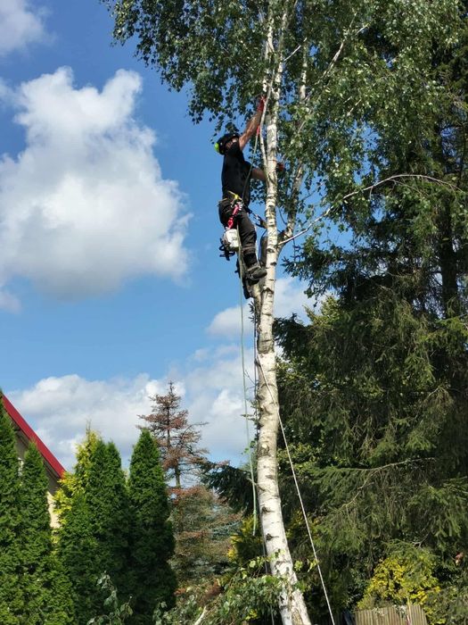 Wycinka i pielęgnacja drzew