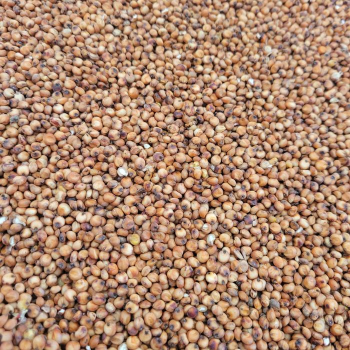 Sorgo czerwone 25kg zbiór 2025