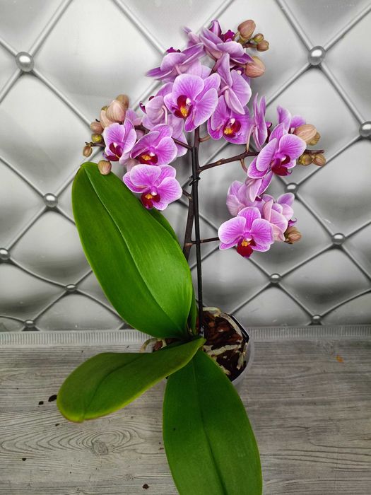 Яскрава мультифлора орхідея