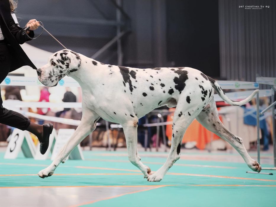 Szczenię dog niemiecki merle ZKwP/FCI z super skojarzenia!