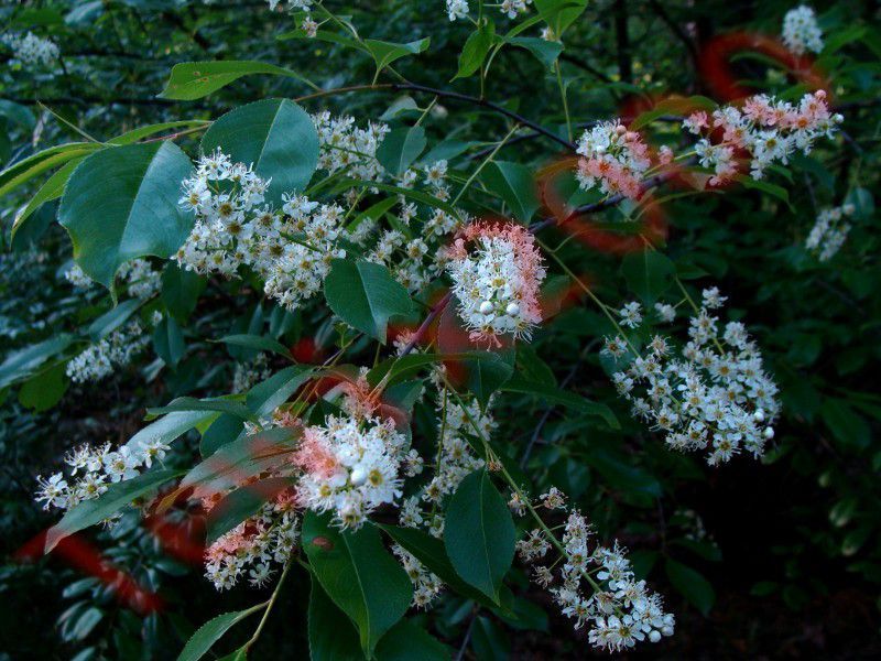 CZEREMCHA AMERYKAŃSKA - sadzonki w doniczkach