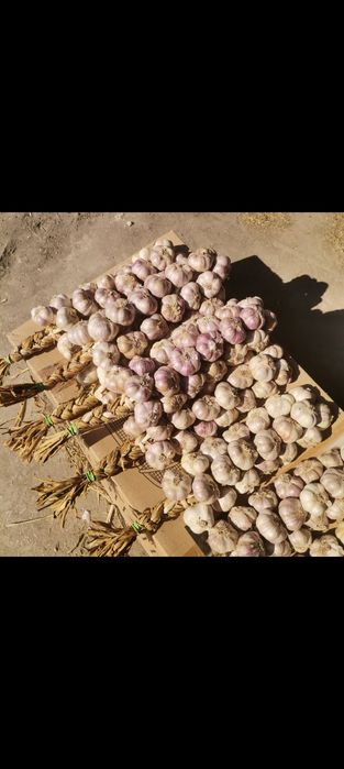 Paczka, zestaw, 3x20