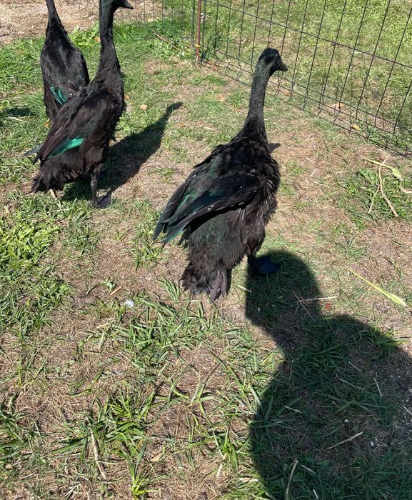 4 kaczory biegusy szmaragdowe