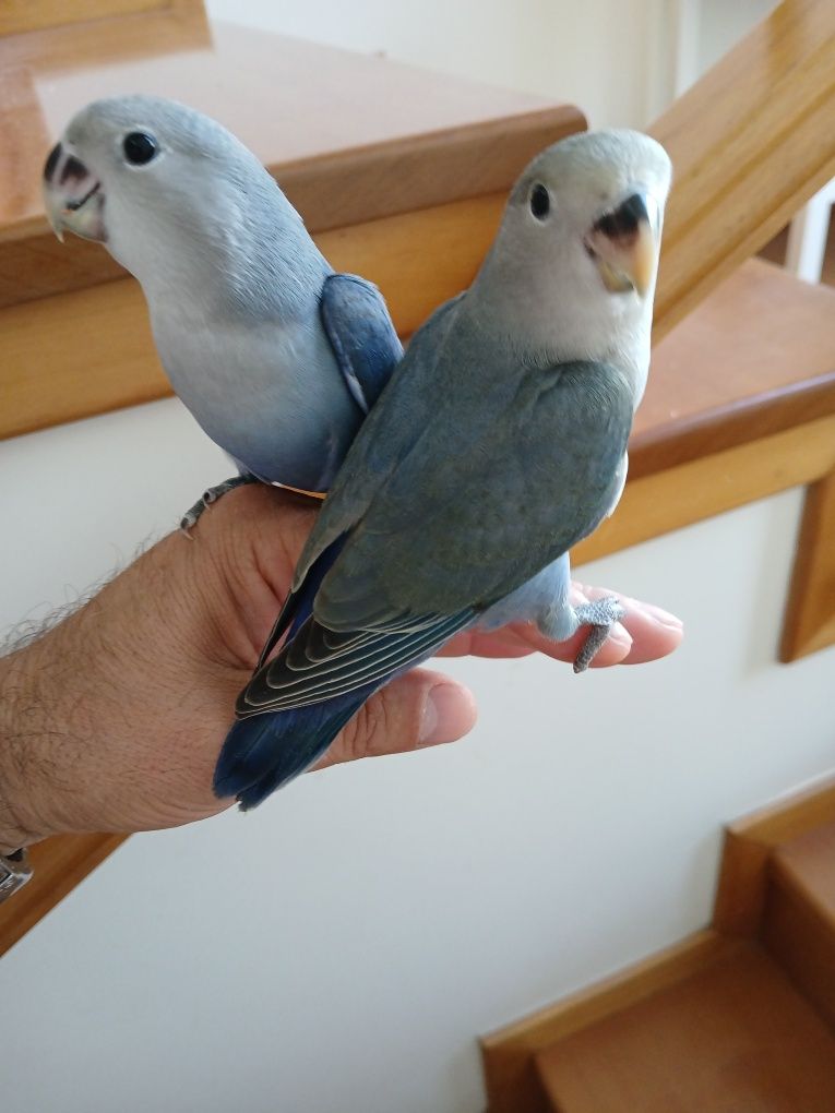 Agapornis domesticado