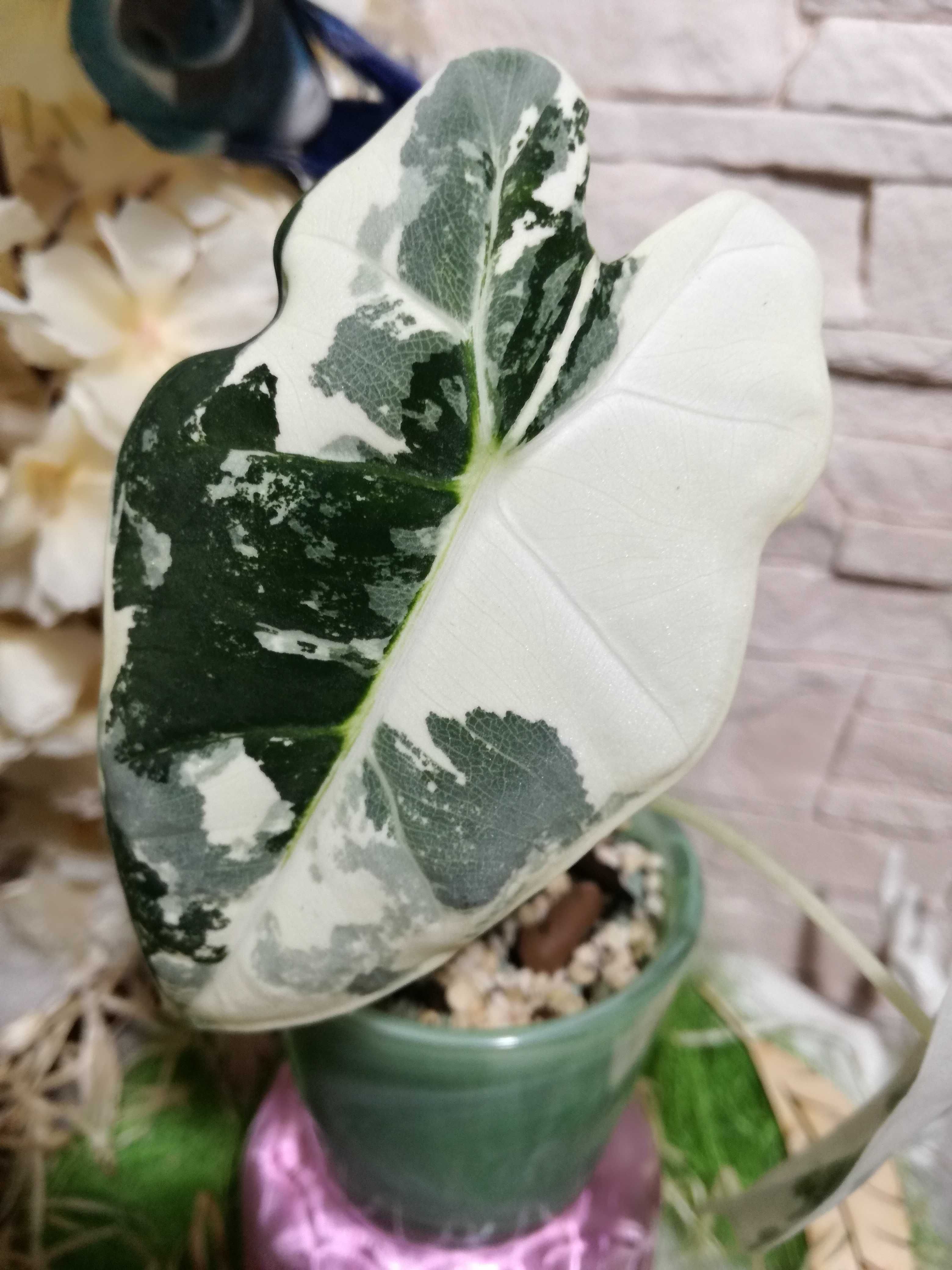 INTERNATIONAL Alocasia Frydek Variegata Alba White Army młoda phi mons