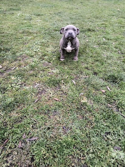 Suczka szuka nowego domu