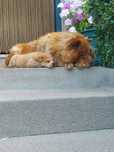 Cachorrinho para adoção