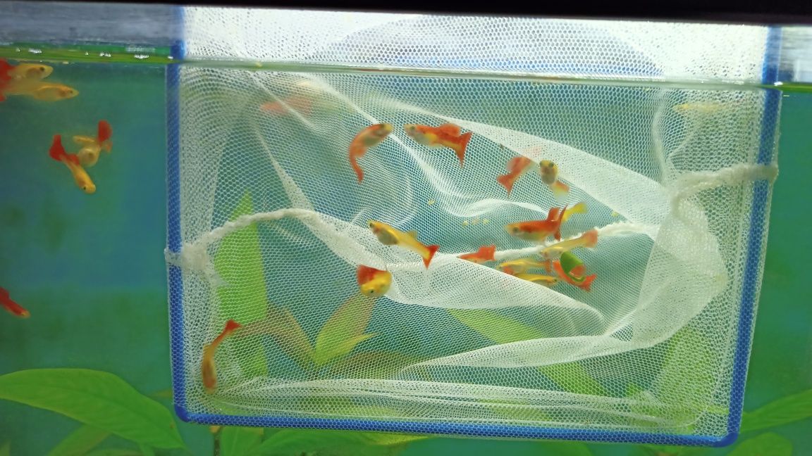 Lindos Guppies  Red Blonde