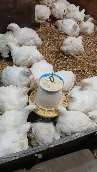 Тушки  бройлера домашні кури