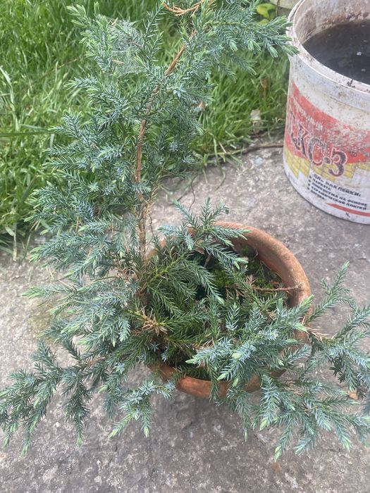 Продам декоративні рослини .