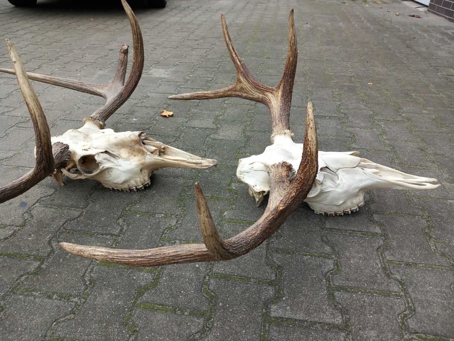 Poroże, Łoś, Rogi, Rosochy, Wieniec