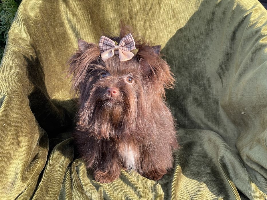 Йоркширский терьер дівчинка міні