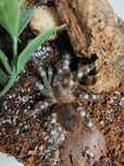 A. geniculata 1,5-2dc