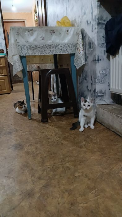 Котята, Помогите найти дом малышам