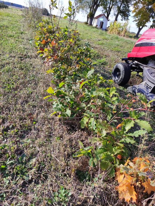 Sadzonki dębu 40-150cm