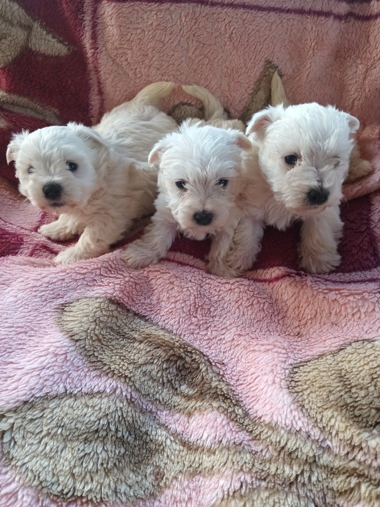 West highland white terrier