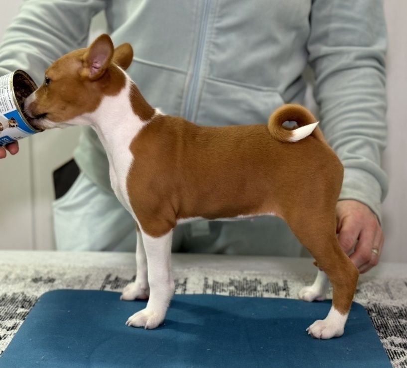 Басенджи щенок. Basenji puppies. Девочка рыжая с белым.