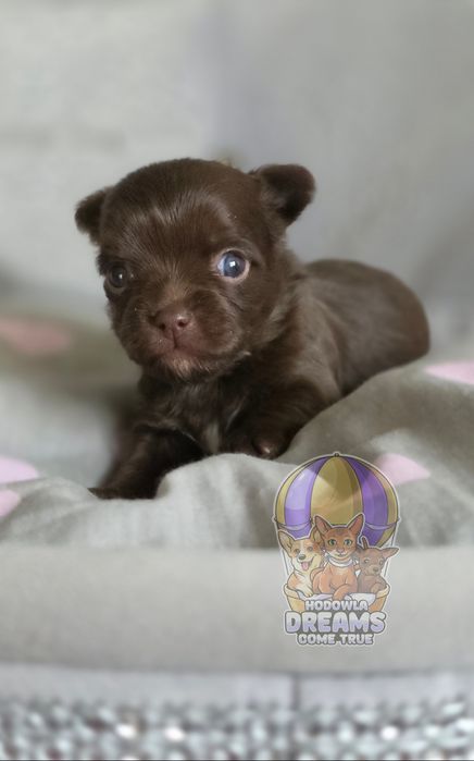 Chihuahua **Długowłosa Sunia **Do Rezerwacji