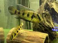 Hemichromis elongatus - czerwieniak wydłużony - para 13-17cm