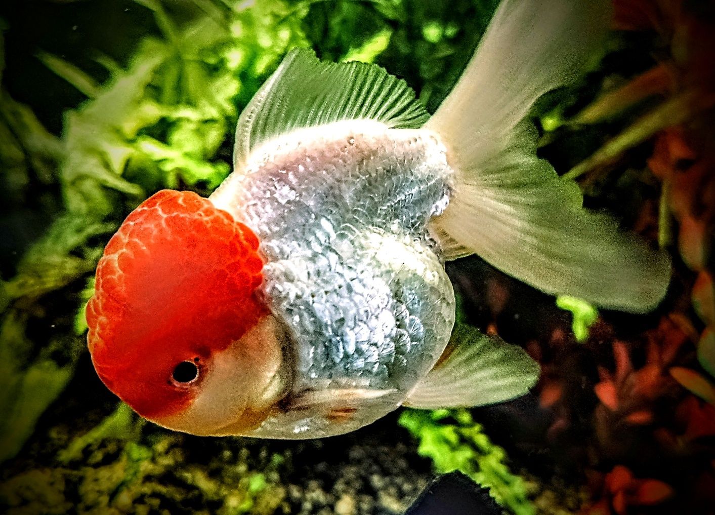 ,,Oranda Red head,,czerwony kapturek welonki welony welonka goldfish