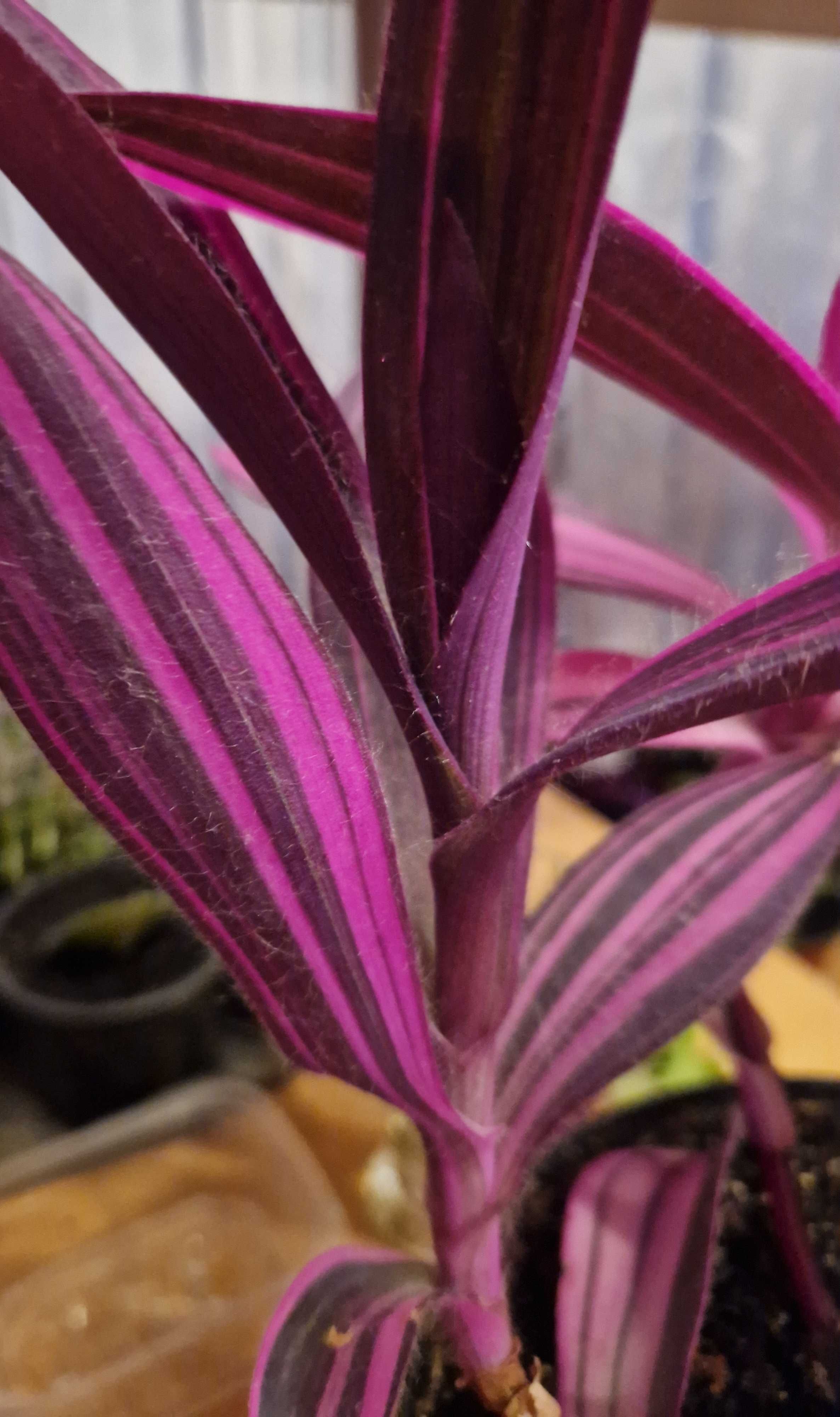 Tradescantia pallida Pink Stripes