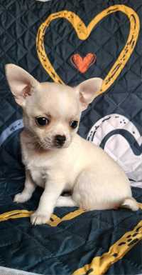 Chihuahua, chłopiec, ZKwP/FCI