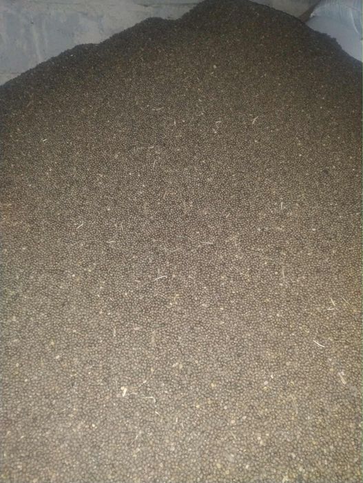 Łubin wąskolistny gorzki tegoroczny zbiór