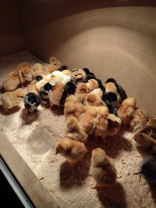 Ekologiczne jajka z certyfikatem