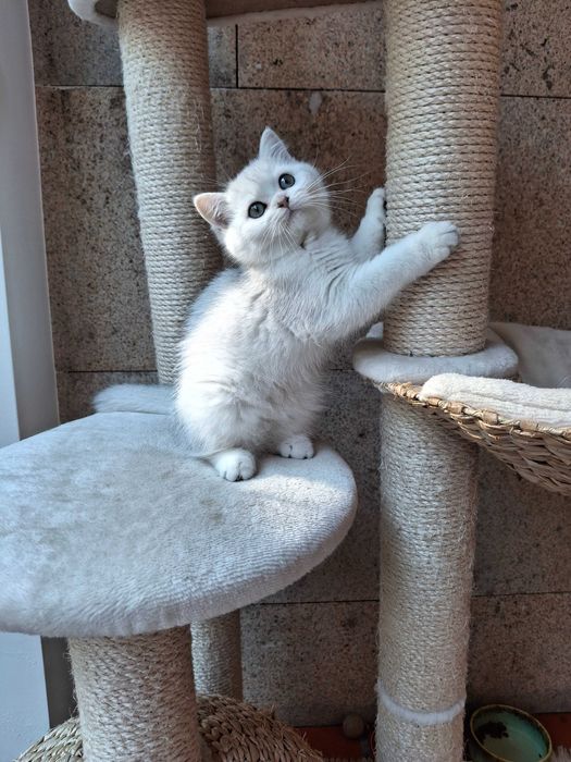 Gatinha British Shorthair