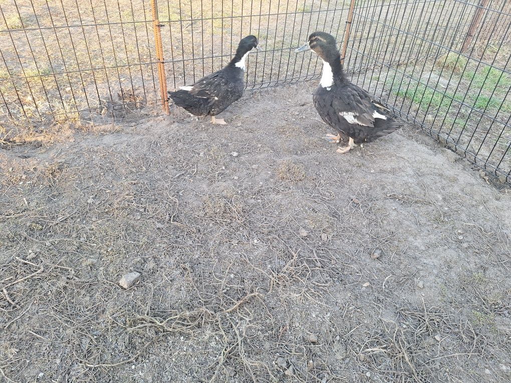 Jaja jajka kaczki pekin staropolska biegus dworka ruanska francusk kho