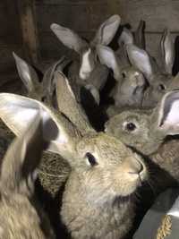 Кролі кролики молодняк Фландер