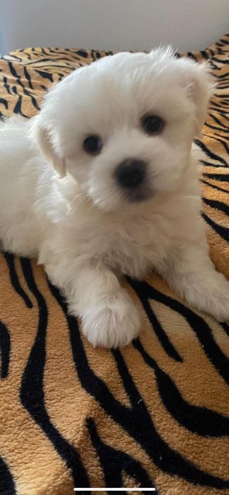 Bichon Maltes disponivel.