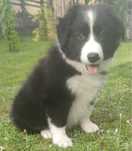 Border Collie piesek numer 1, czarno biały