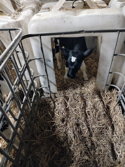 Sprzedam Cielaki Byczki ncb