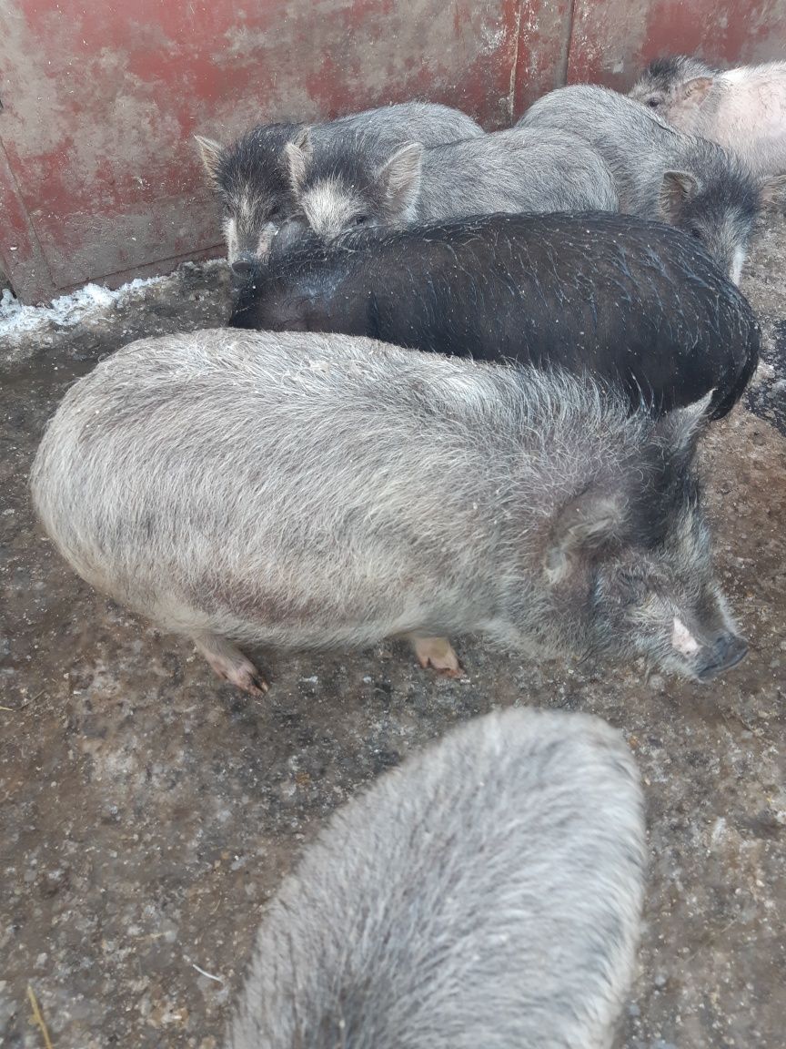 Продам срочно беременную корейскую свиночку на племя