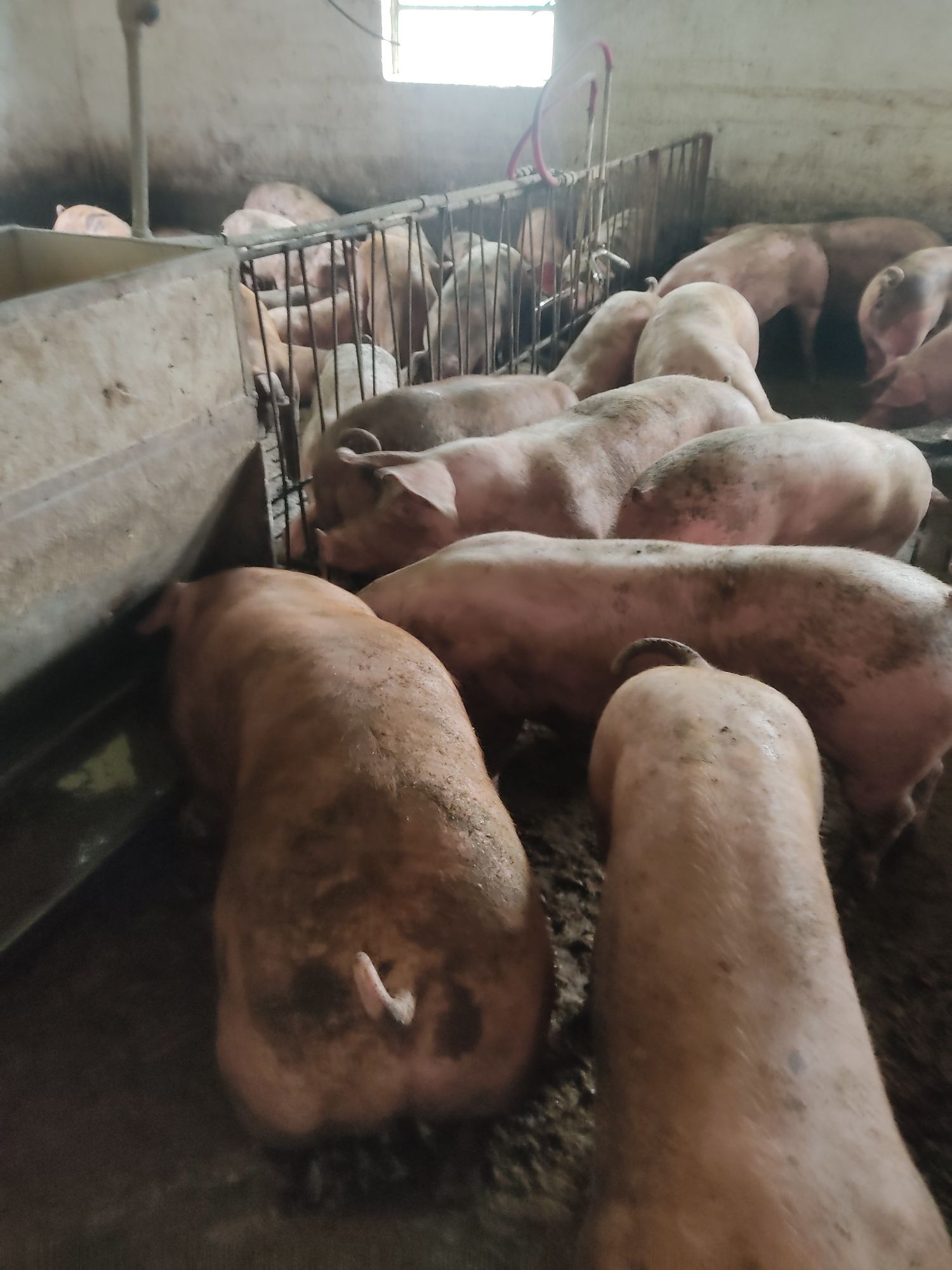 Продаж свиней живою вагою