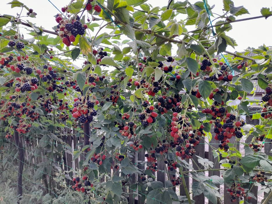 Заморожена ожина/Заморожена солодка кукурудза