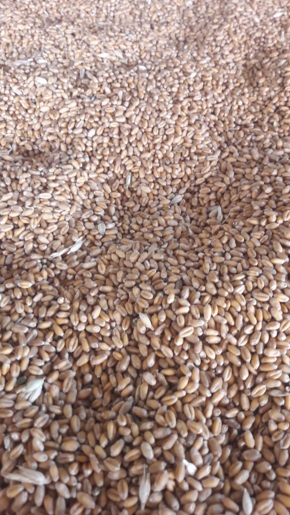 Продам ячмінь пшеницю кукурудза