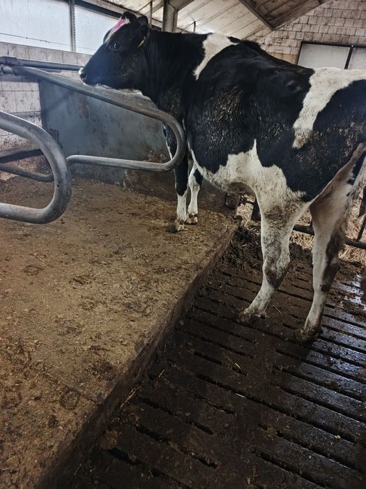 Byczek mięsny cielak