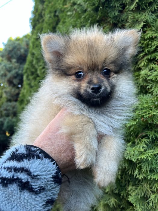 Szpic Pomeranian - Bajron