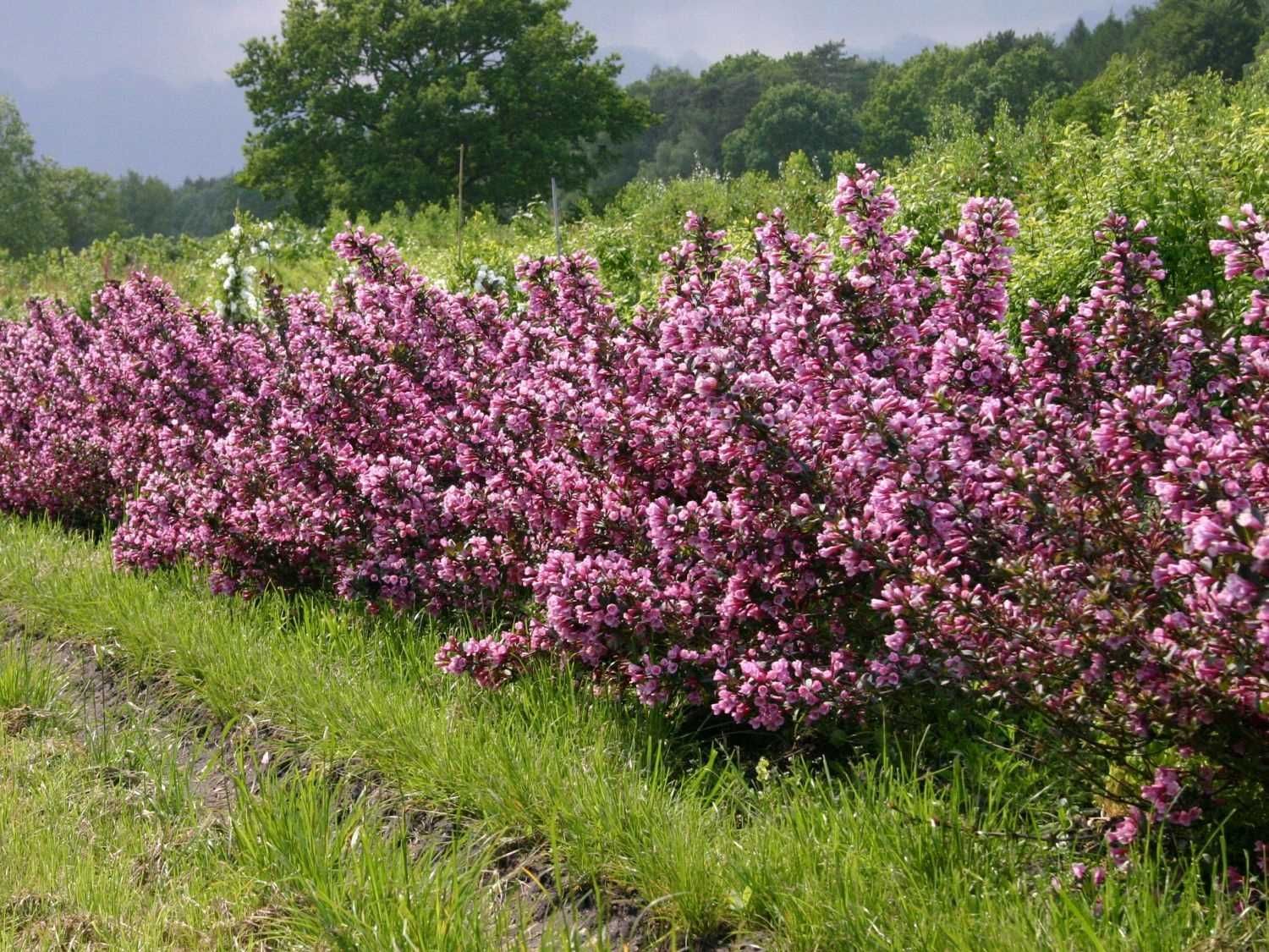 Krzewuszka cudowna ‘Foliis Purpureis