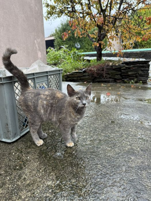 Gatinha malhada para adoção