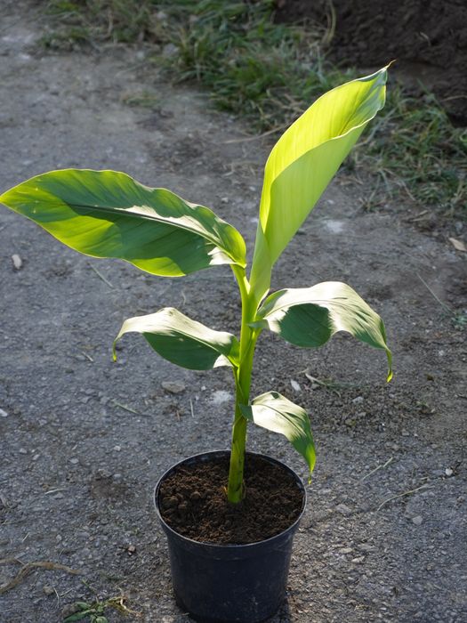 Banan Musa Basjo Bananowiec