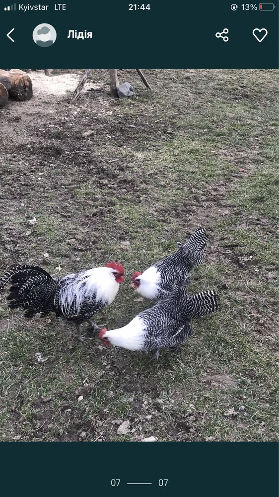 Продаємо яйця курей Срібний Брекель