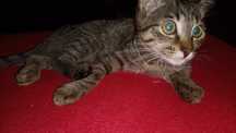 Koteczka do adopcji